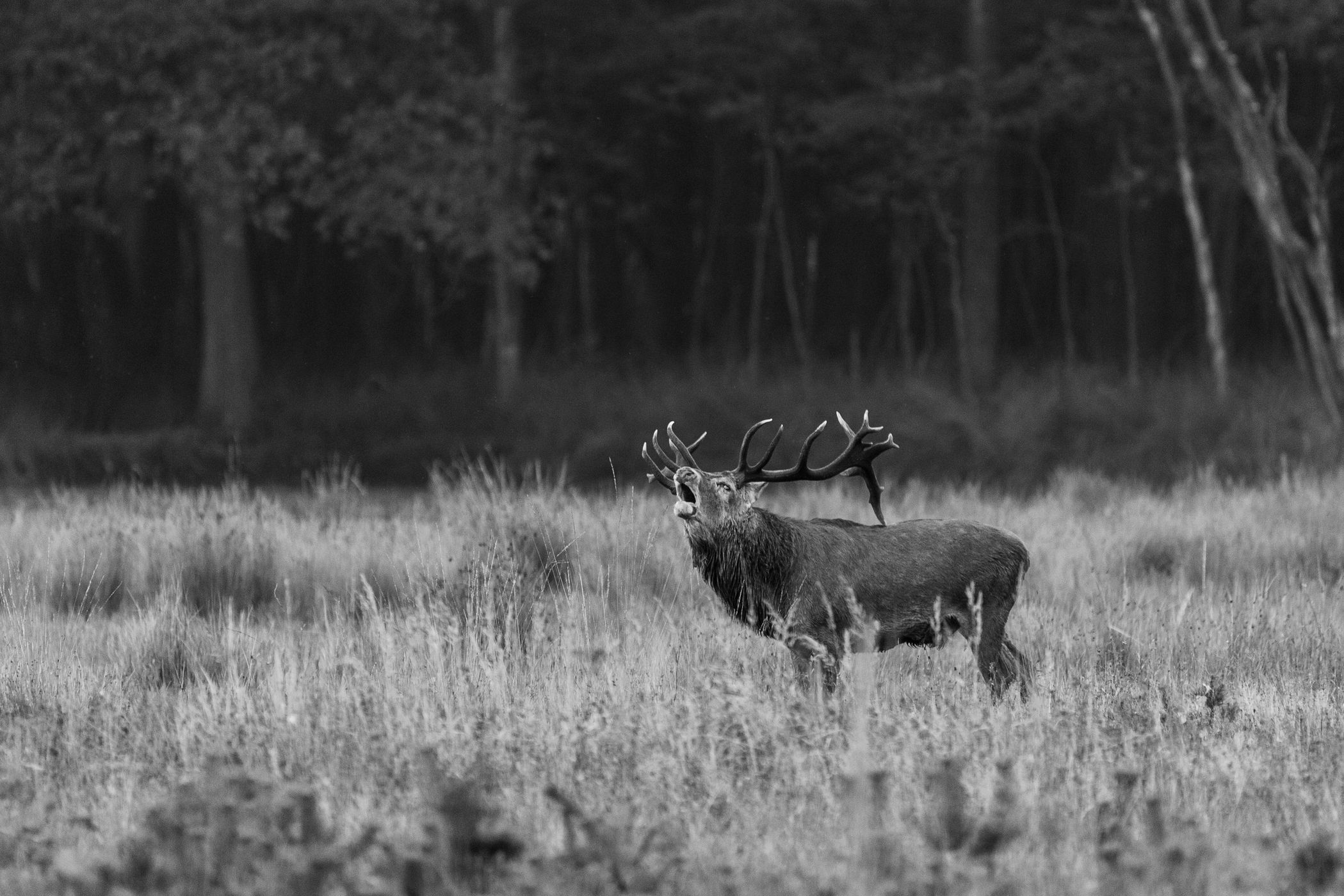 Weerterbos, Netherlands
