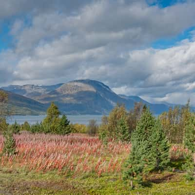 Abundance of flowers, Norway