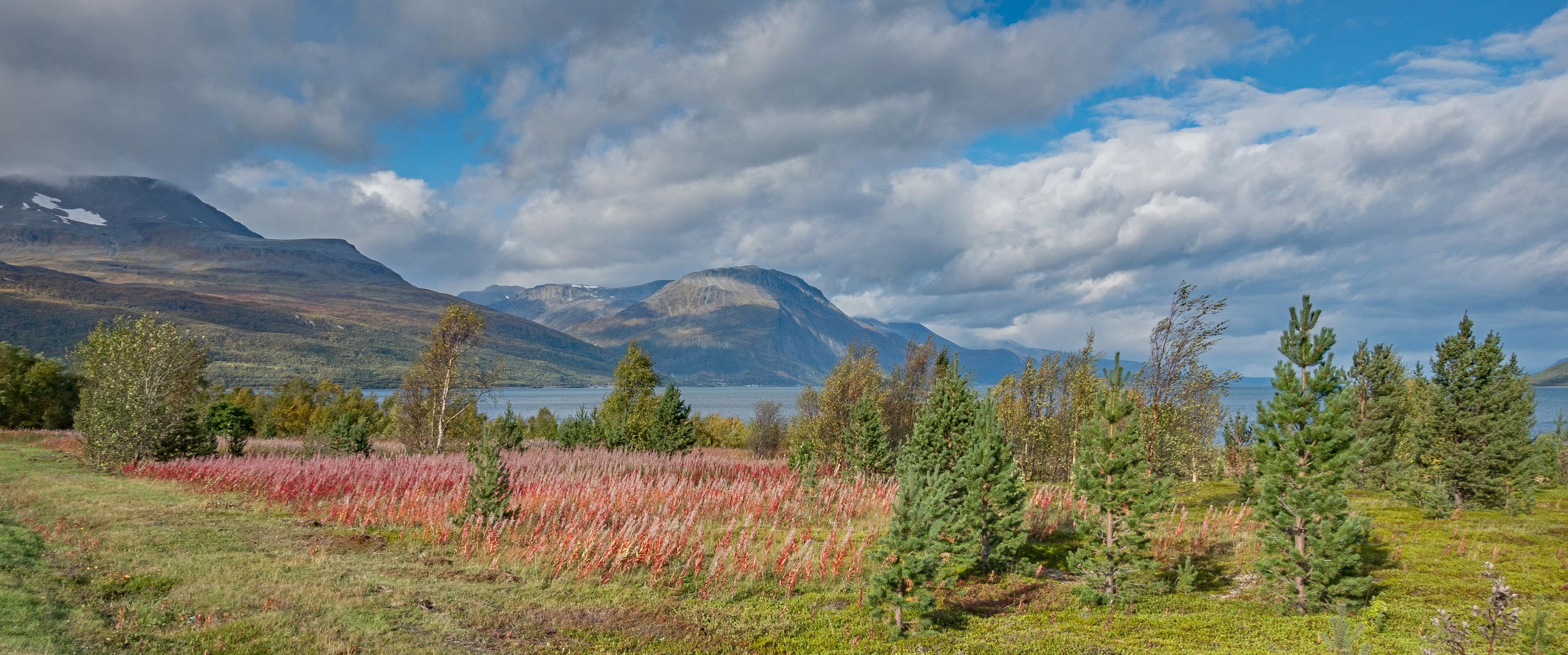 Abundance of flowers, Norway