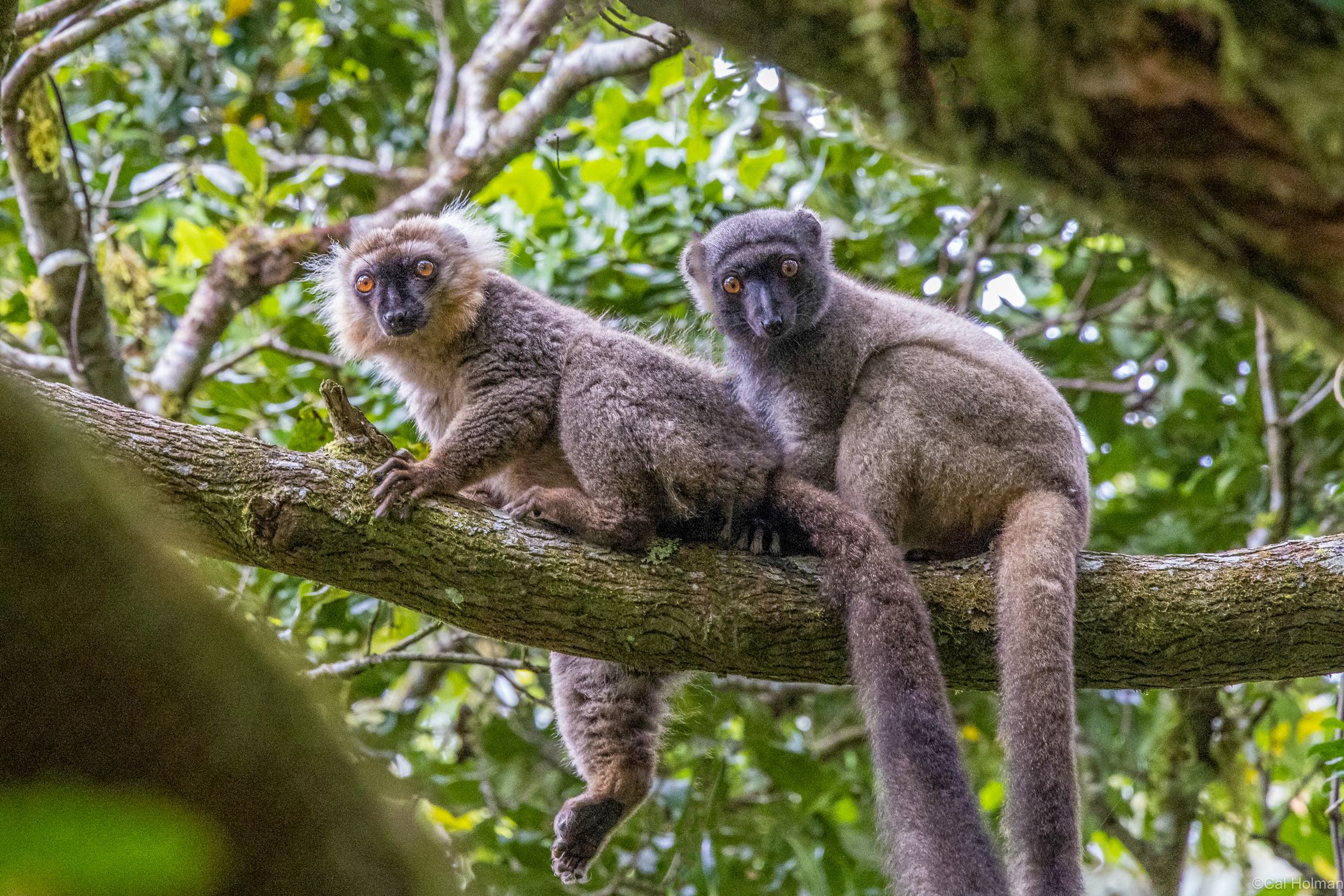 Amber Mountain, Madagascar