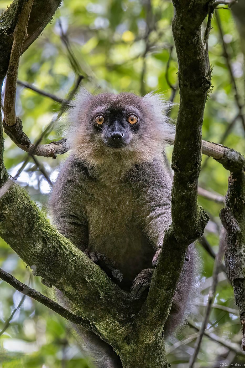 Amber Mountain, Madagascar