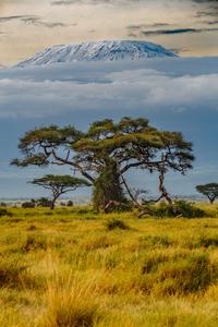 Amboseli National Park with Kilimanjaro
