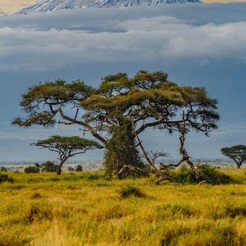 Amboseli National Park with Kilimanjaro, Kenya