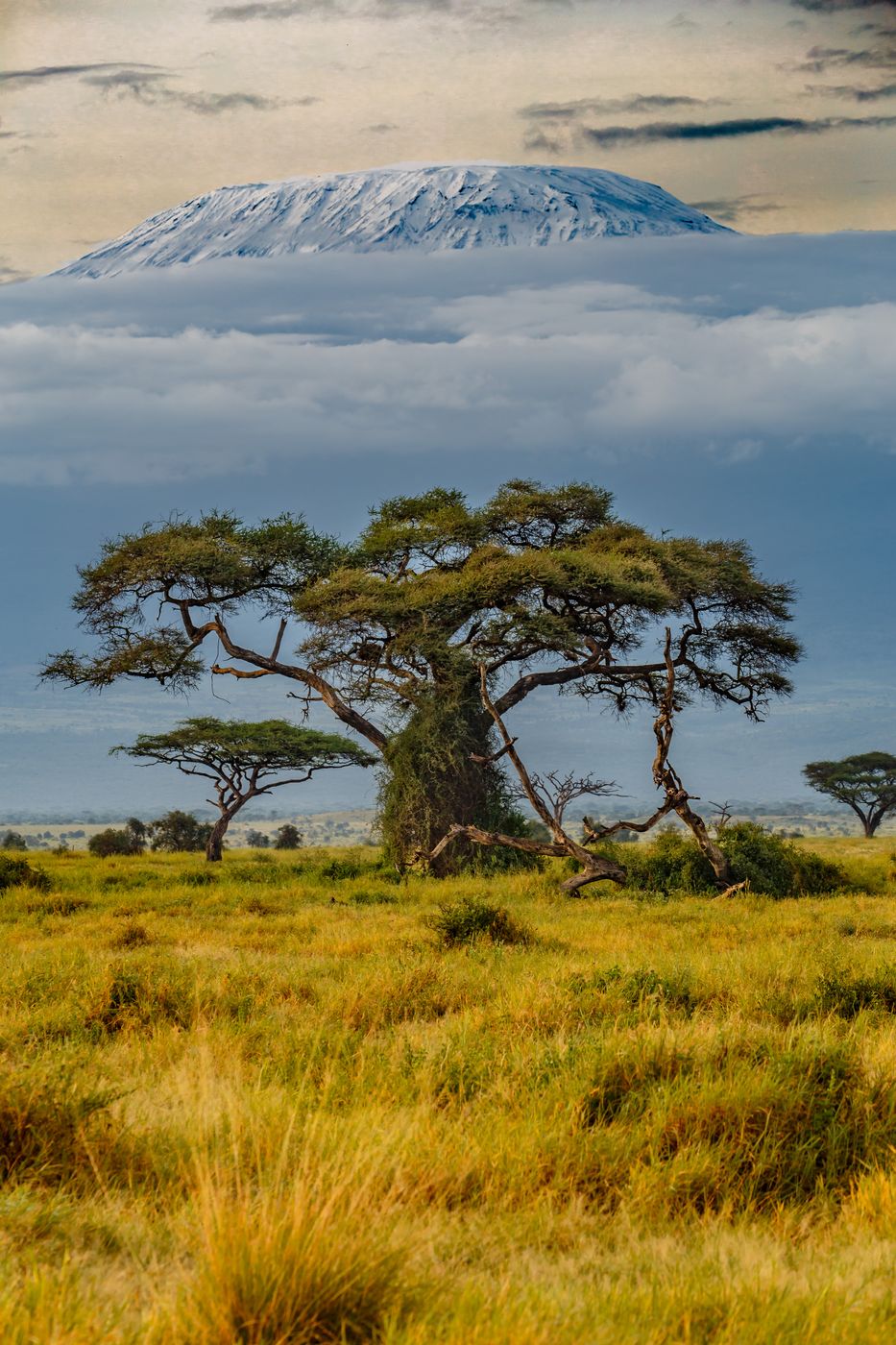 Amboseli National Park with Kilimanjaro, Kenya