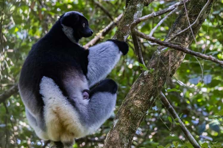 Andasibe-Mantadia National Park