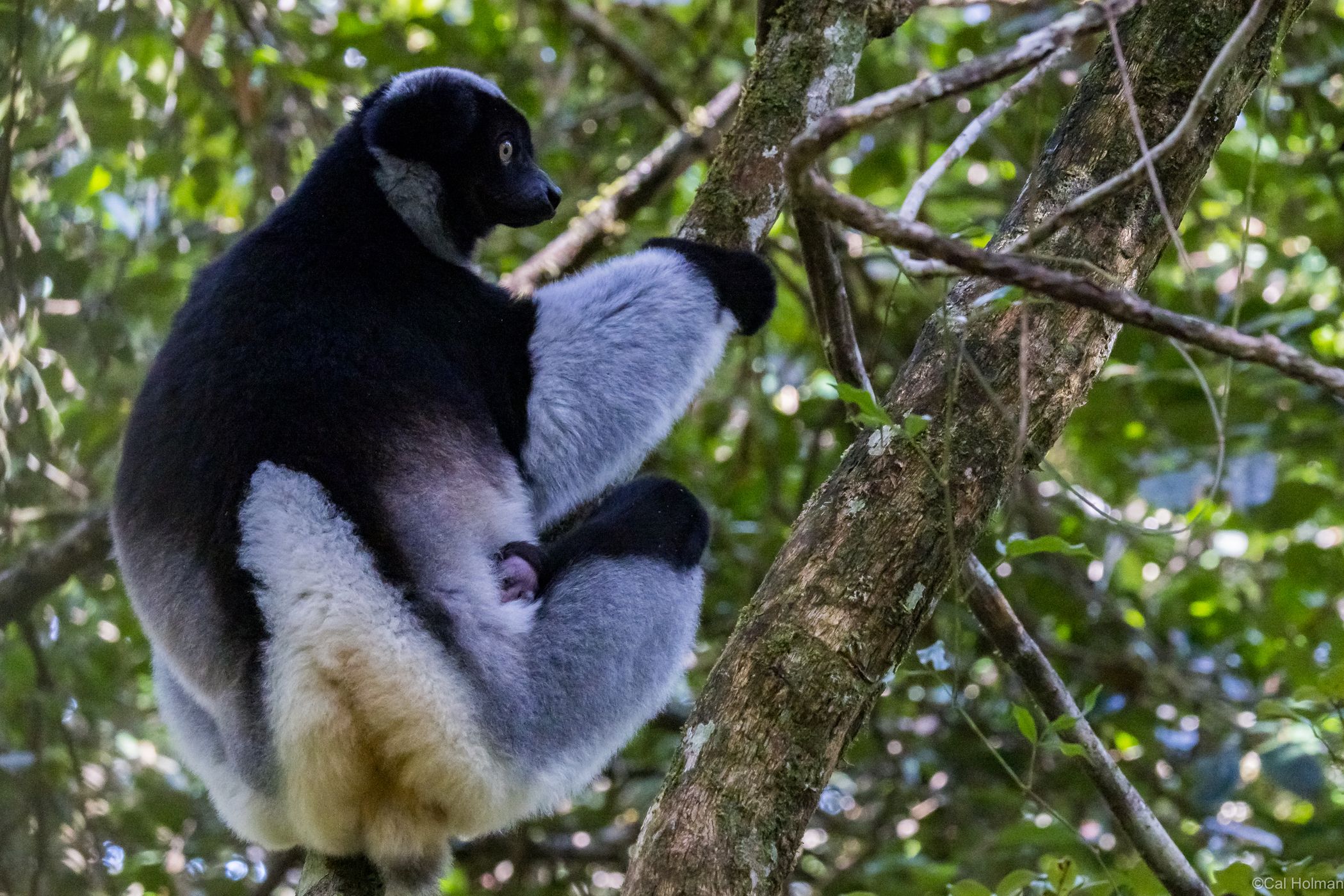 Andasibe-Mantadia National Park, Madagascar