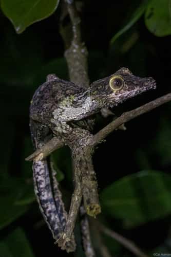 Andasibe-Mantadia National Park