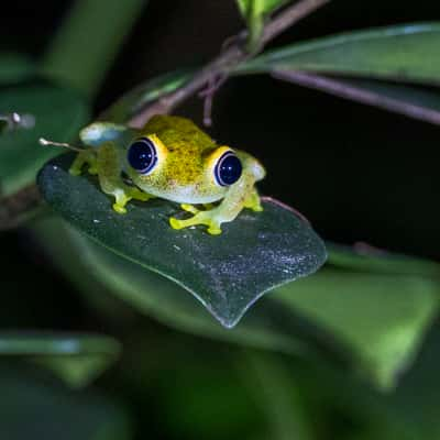 Andasibe-Mantadia National Park, Madagascar