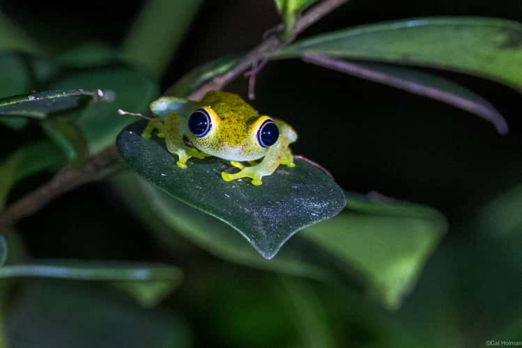 Andasibe-Mantadia National Park