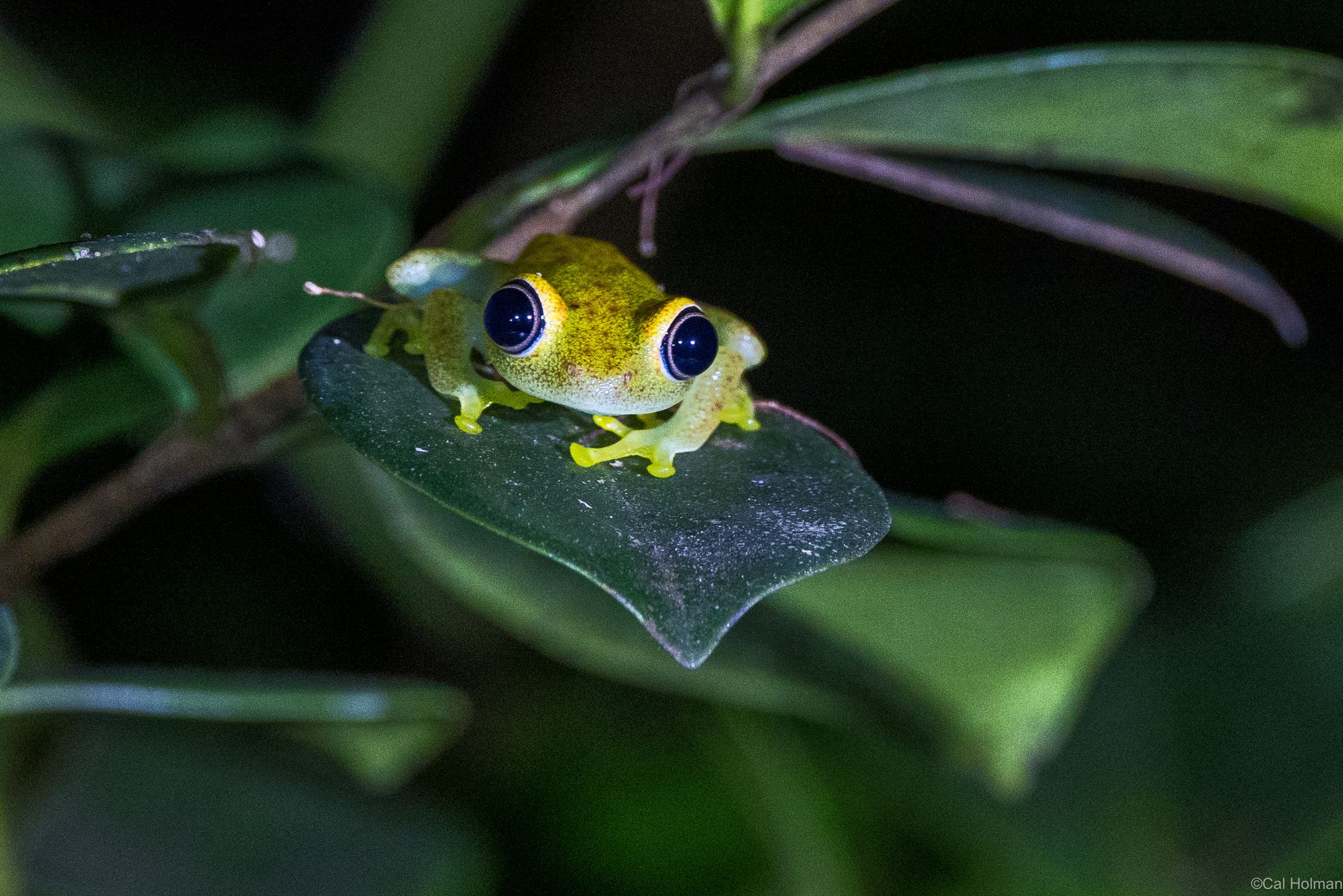 Andasibe-Mantadia National Park, Madagascar