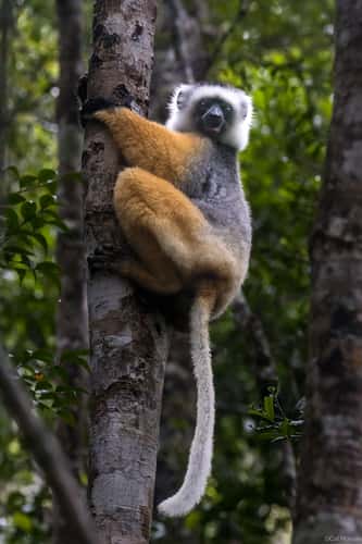 Andasibe-Mantadia National Park