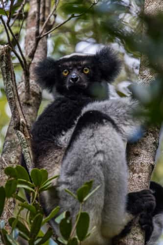 Andasibe-Mantadia National Park