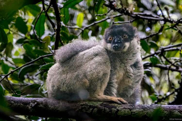 Andasibe-Mantadia National Park