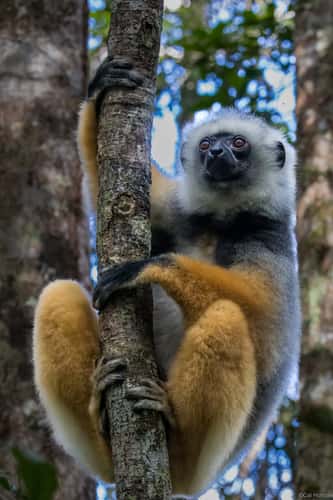 Andasibe-Mantadia National Park