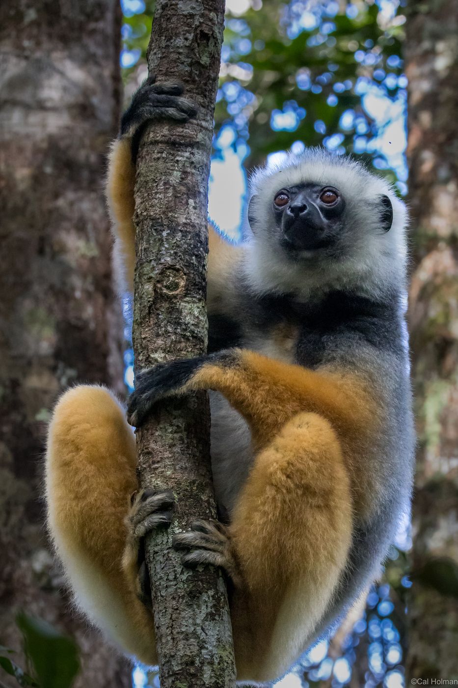Andasibe-Mantadia National Park, Madagascar