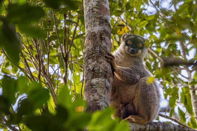 Andasibe-Mantadia National Park