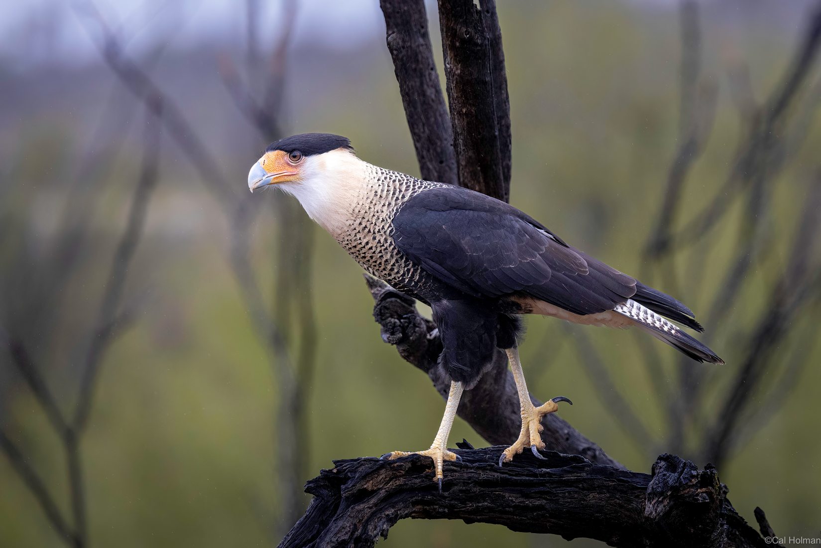 Arizona-Sonora Desert Museum, USA