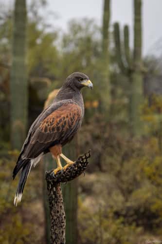 Arizona-Sonora Desert Museum