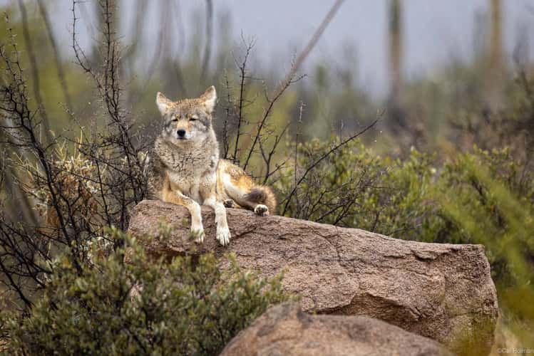 Arizona-Sonora Desert Museum