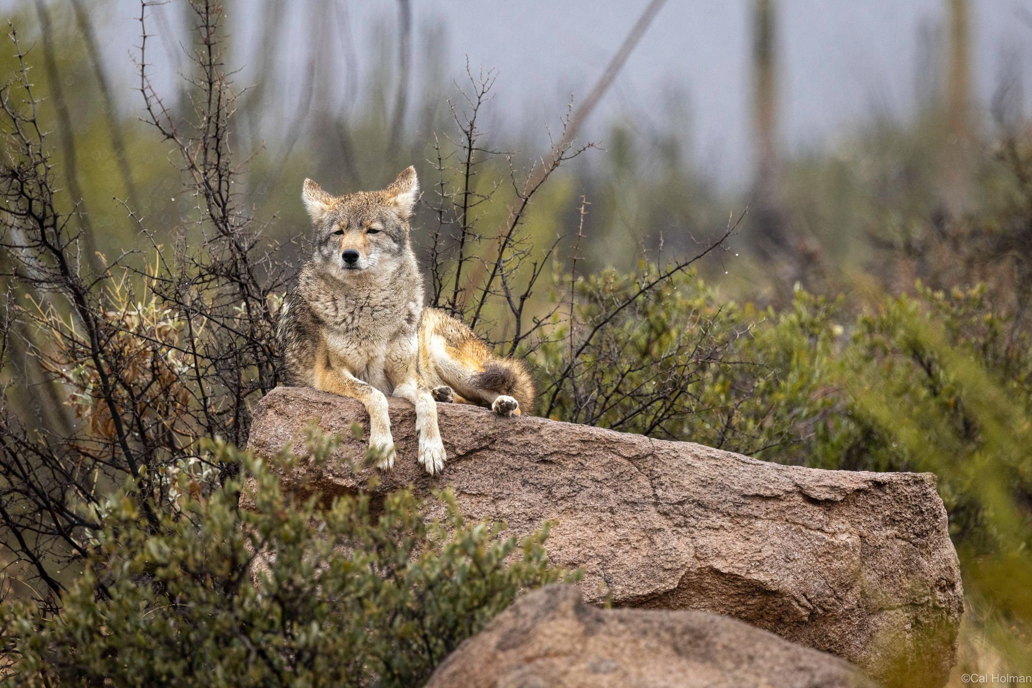 Arizona-Sonora Desert Museum, USA
