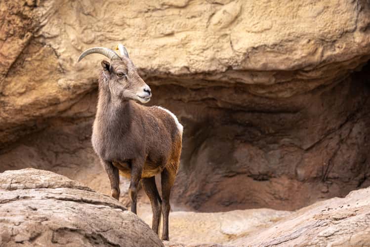 Arizona-Sonora Desert Museum