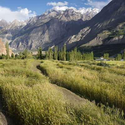 Askole fields, Pakistan