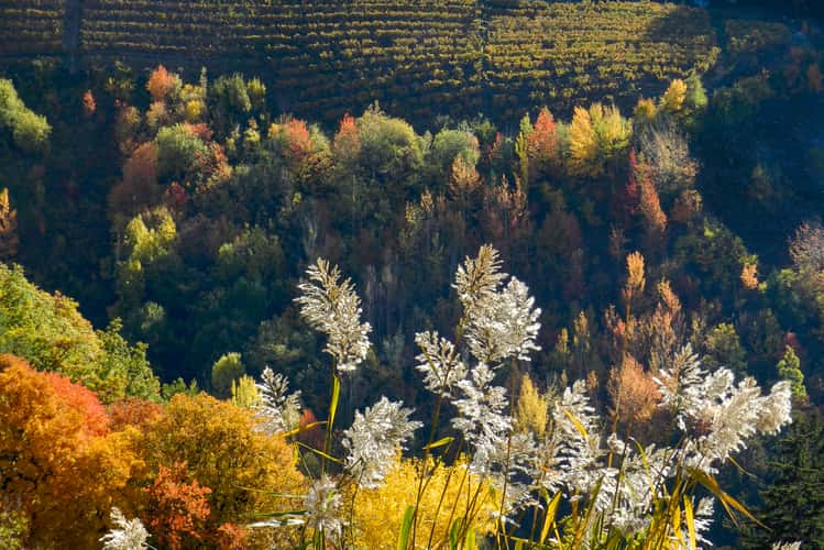 Autumn in Savièse