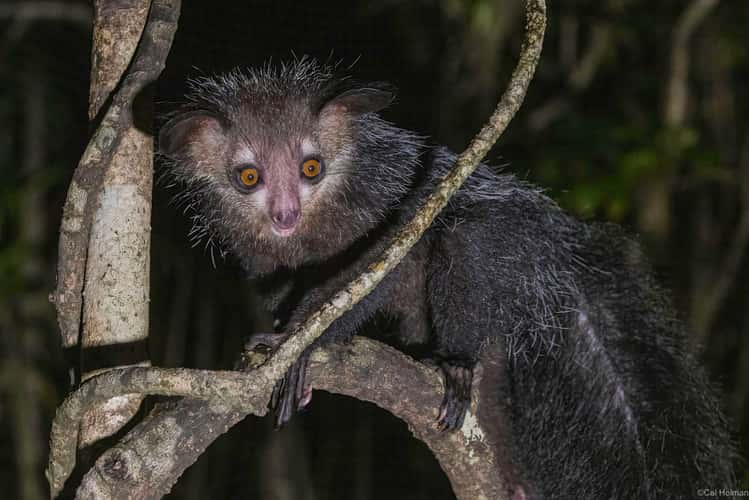 Aye-aye Island
