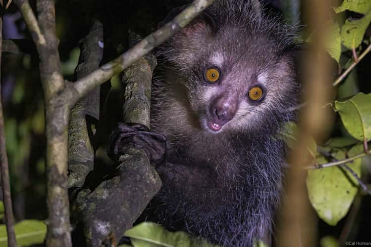 Aye-aye Island