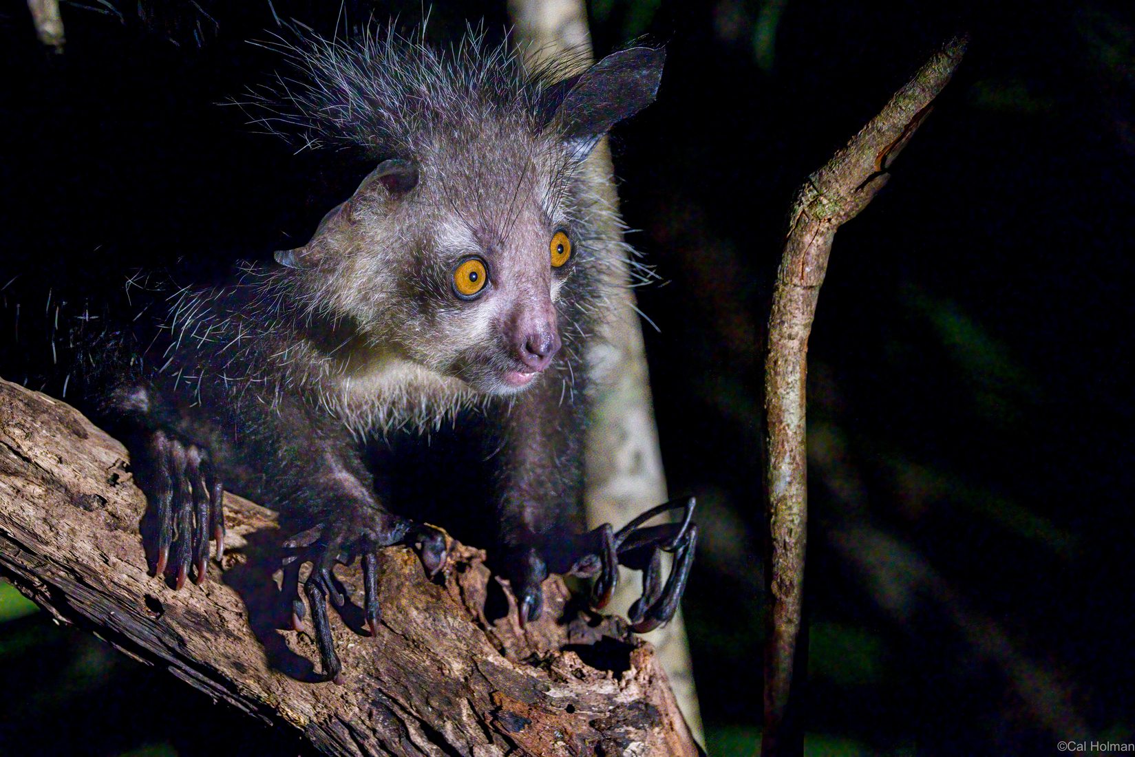 Aye-aye Island, Madagascar