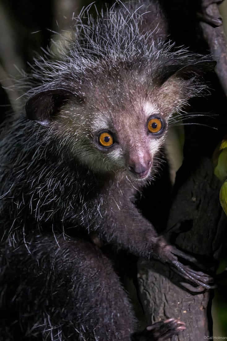 Aye-aye Island, Madagascar