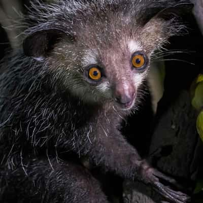 Aye-aye Island, Madagascar