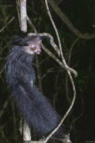 Aye-aye Island