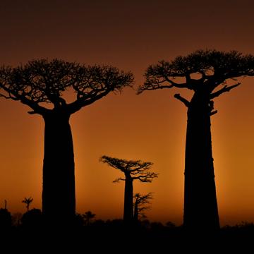 Baobab Trees at Sunset, Madagascar, Madagascar