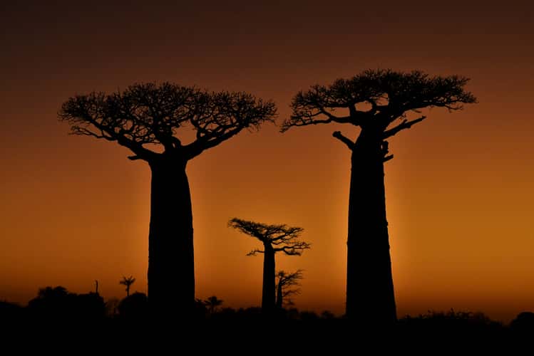 Baobab Trees at Sunset, Madagascar