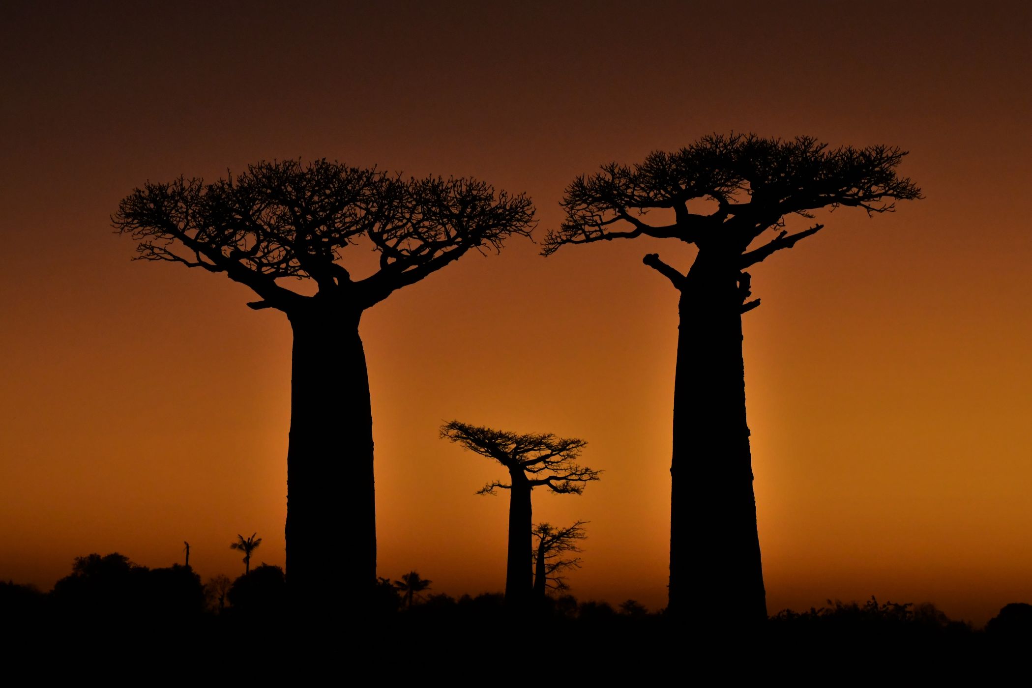 Baobab Trees at Sunset, Madagascar, Madagascar