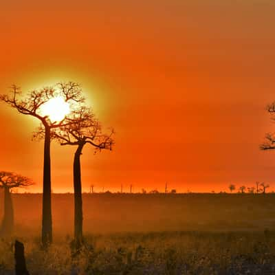 Baobab Trees at Sunset, Madagascar