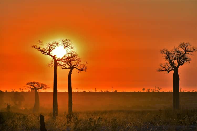 Baobab Trees at Sunset