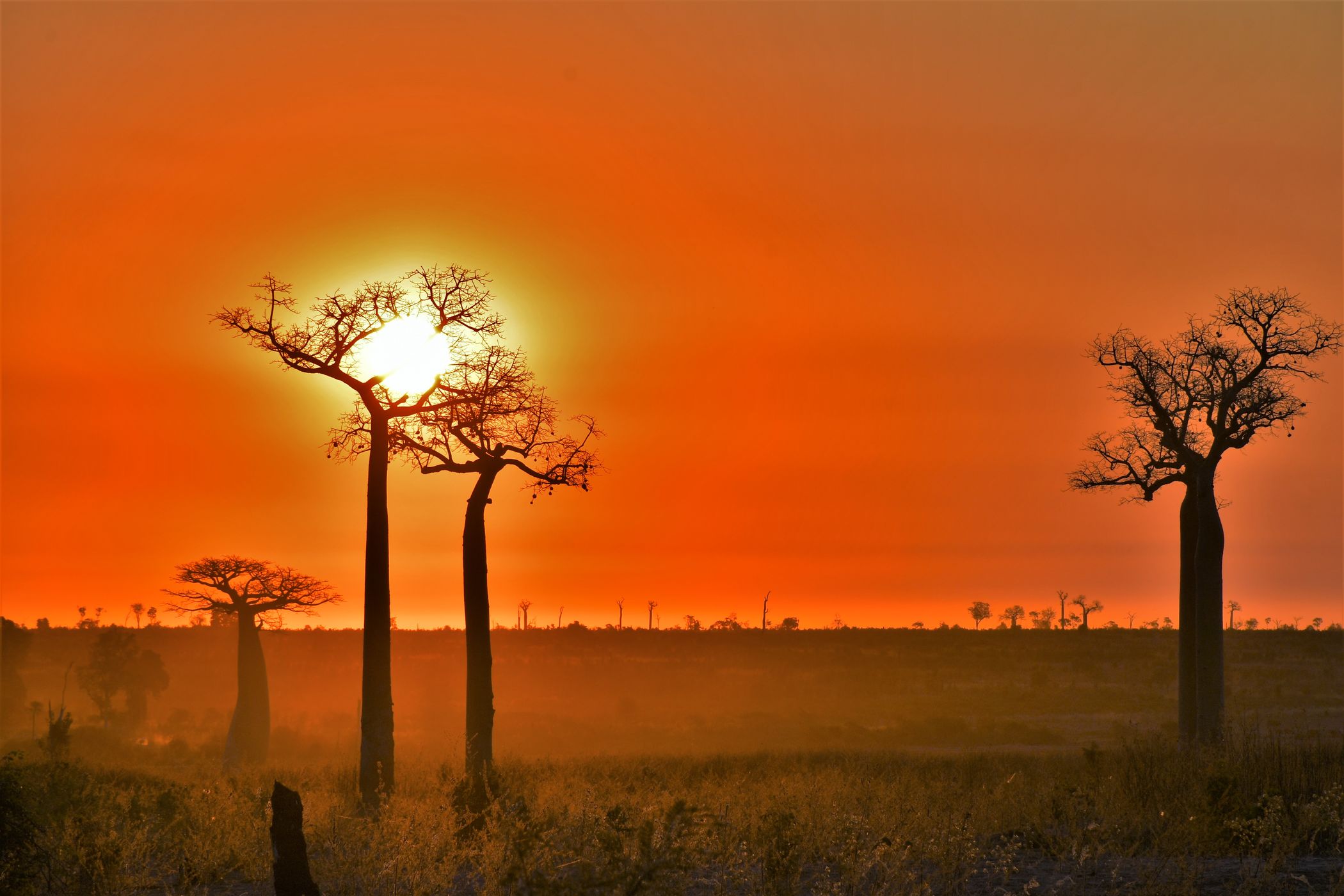 Baobab Trees at Sunset, Madagascar