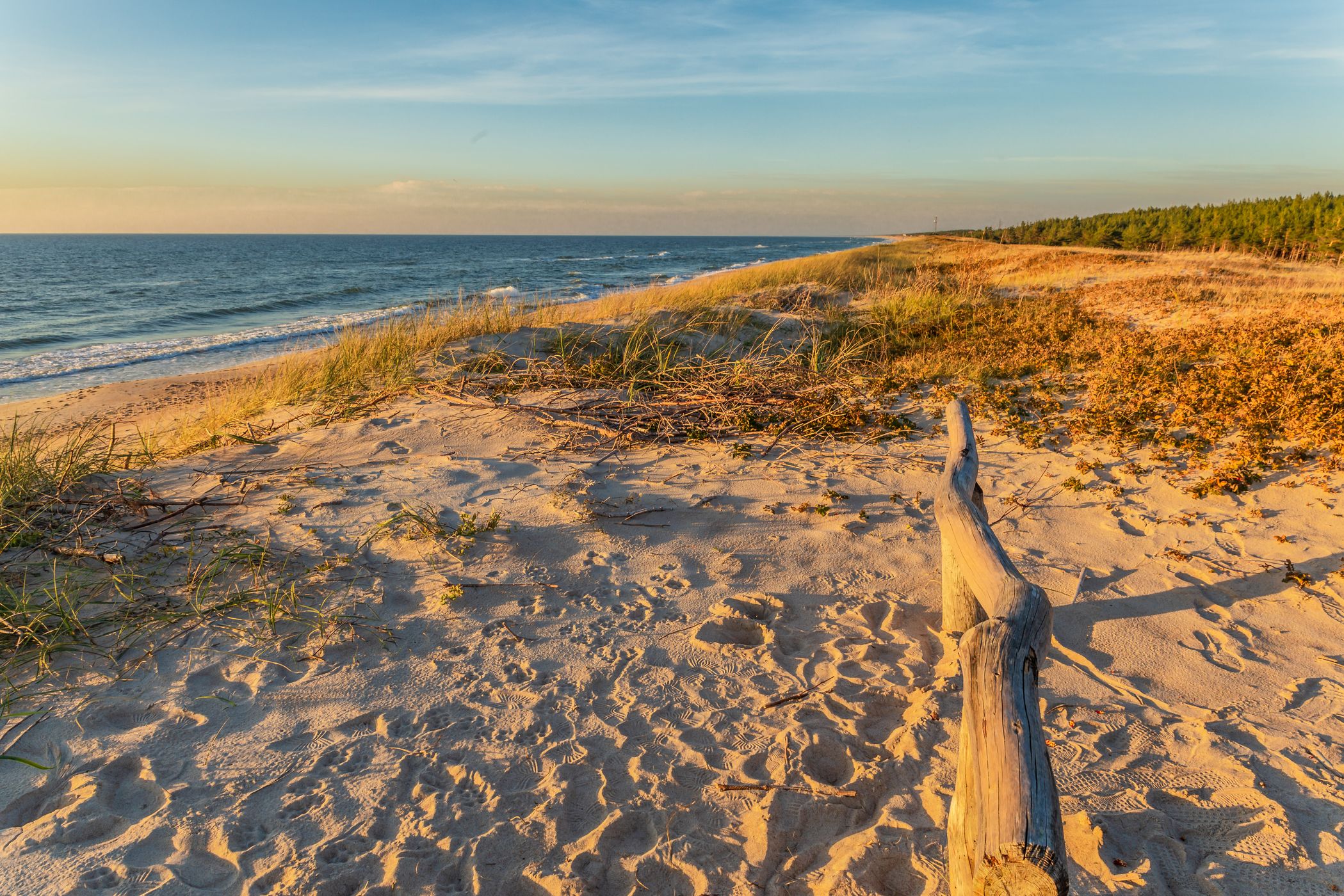 Beach with dunes on the Curonian Spit, Lithuania