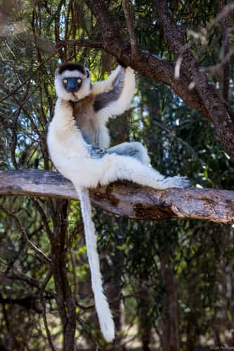 Berenty Reserve