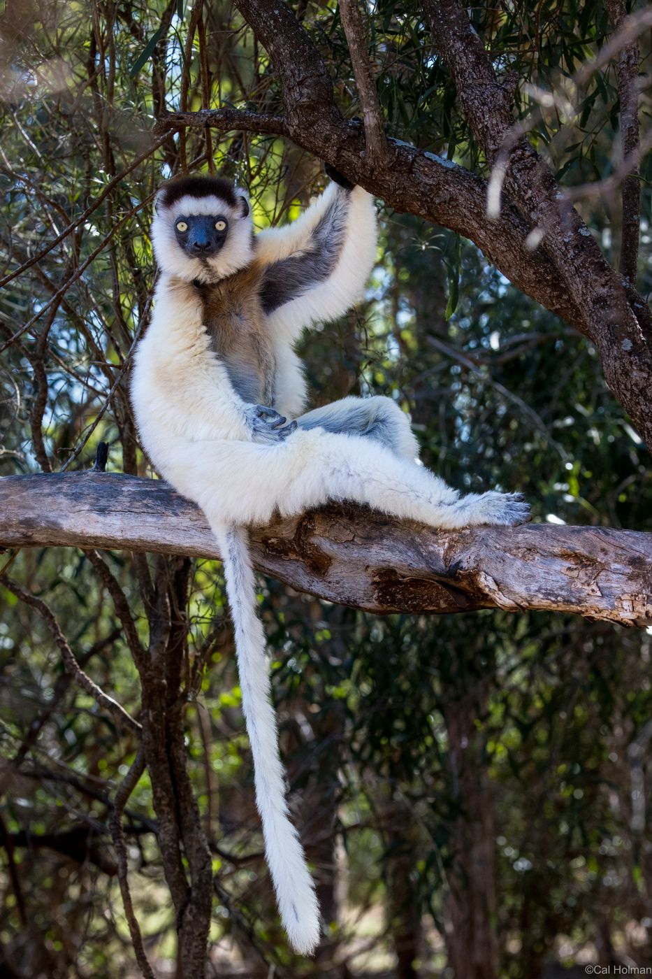 Berenty Reserve, Madagascar
