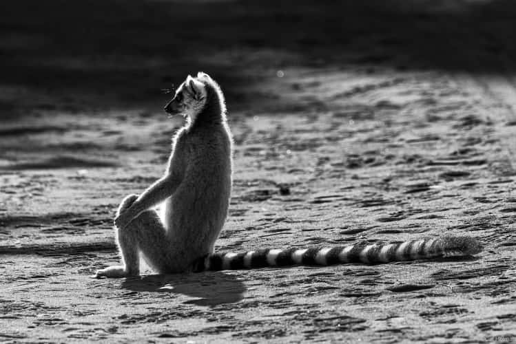 Berenty Reserve