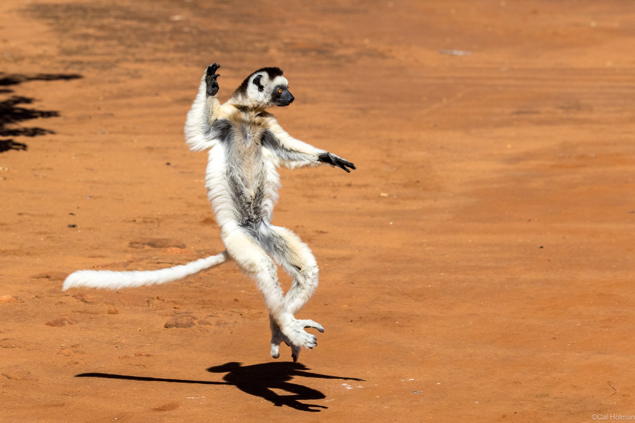 Berenty Reserve, Madagascar