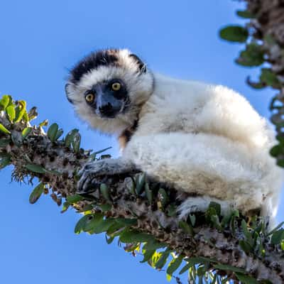 Berenty Reserve, Madagascar