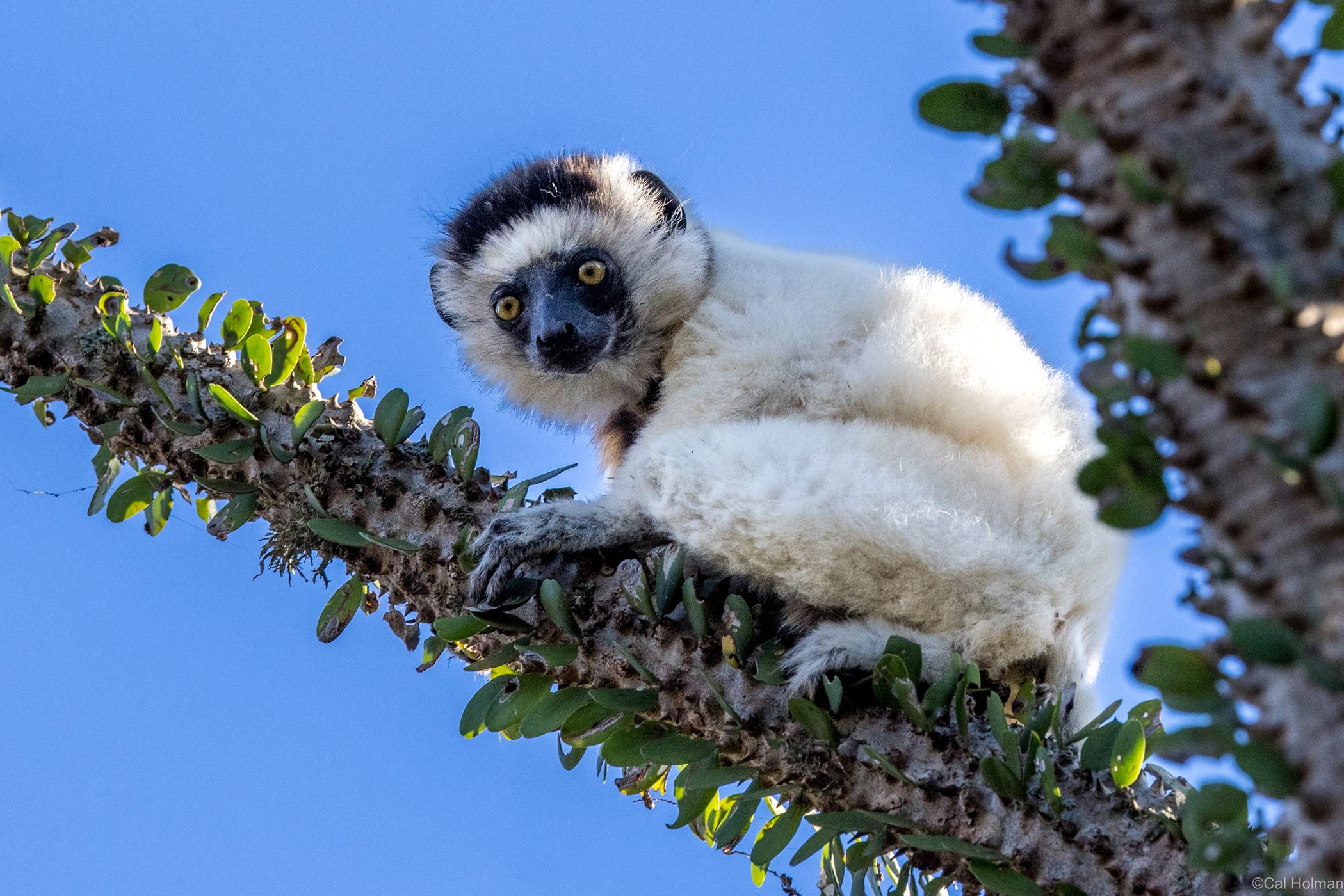 Berenty Reserve, Madagascar