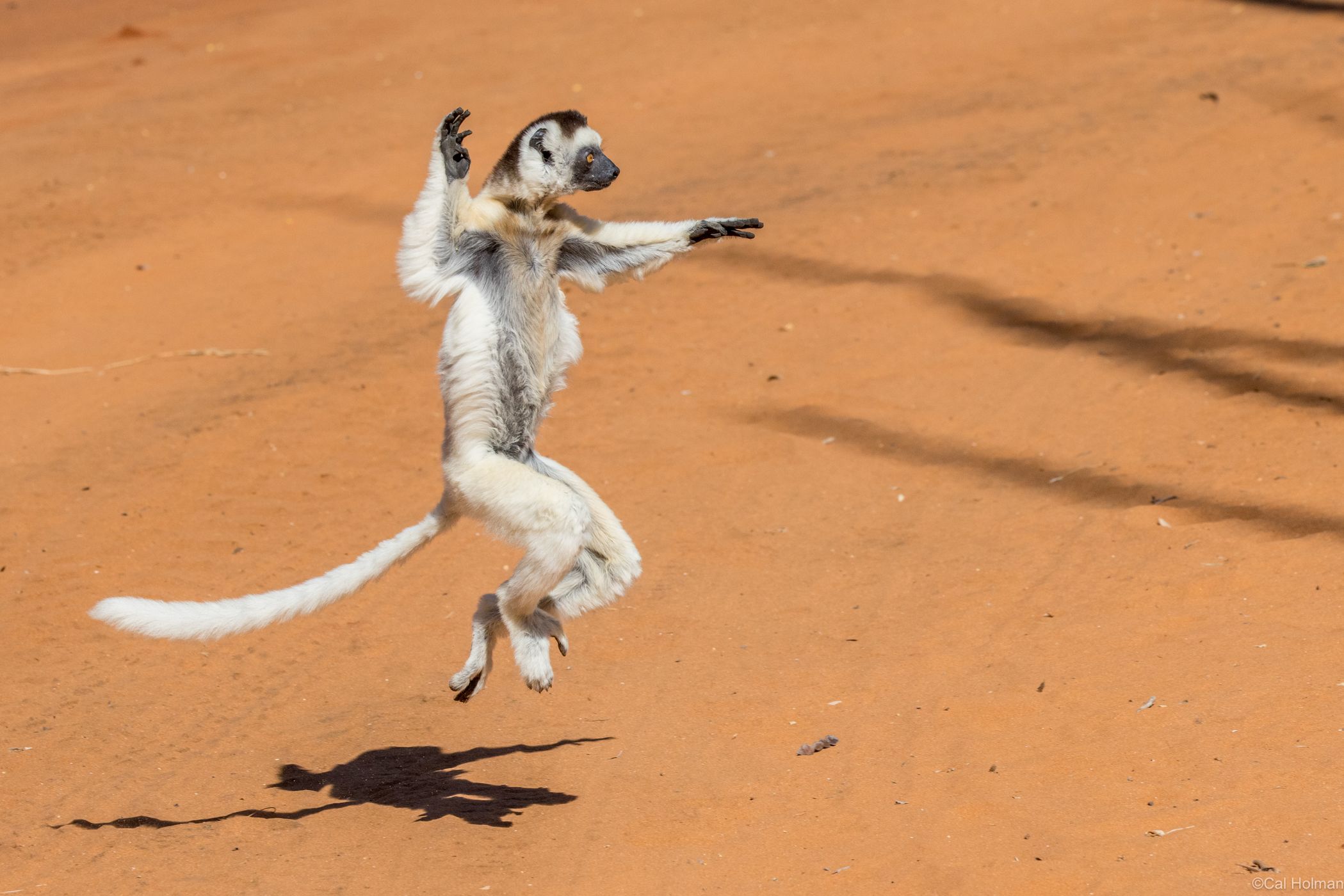 Berenty Reserve, Madagascar