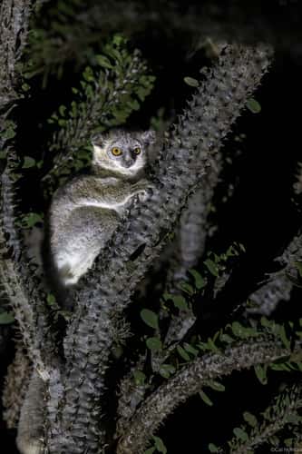 Berenty Reserve