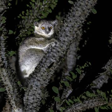 Berenty Reserve, Madagascar