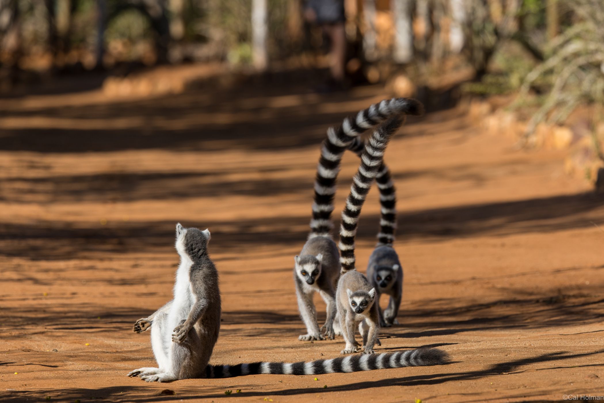 Berenty Reserve, Madagascar